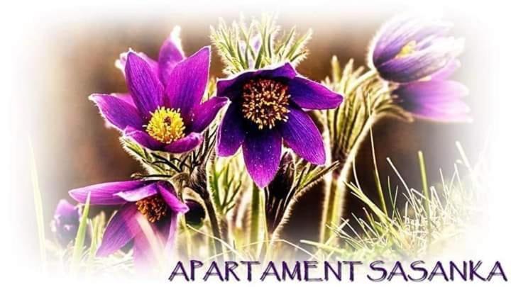 Apartament Sasanka コバリ エクステリア 写真